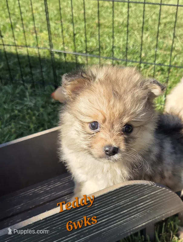 Teddy  – Pomeranian puppy for sale in Greenville, TN