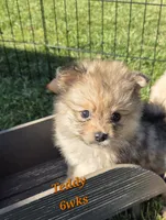 Teddy , a male Pomeranian for sale in Greenville, TN – 1 of 4