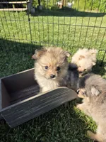 Teddy , a male Pomeranian for sale in Greenville, TN – 4 of 4