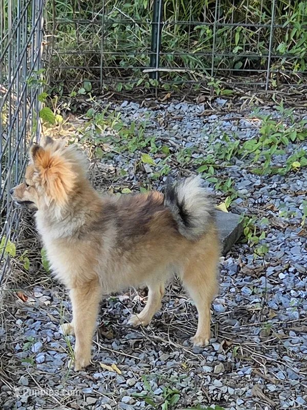 Teddy  – Pomeranian puppy for sale in Mohawk, TN