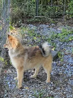 Teddy , a male Pomeranian for sale in Mohawk, TN – 4 of 9