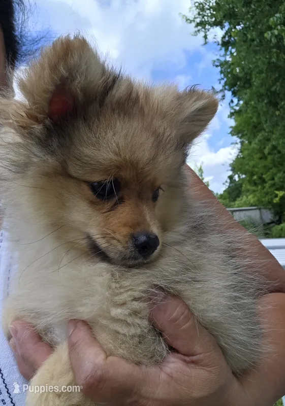 Teddy  – Pomeranian puppy for sale in Greenville, TN