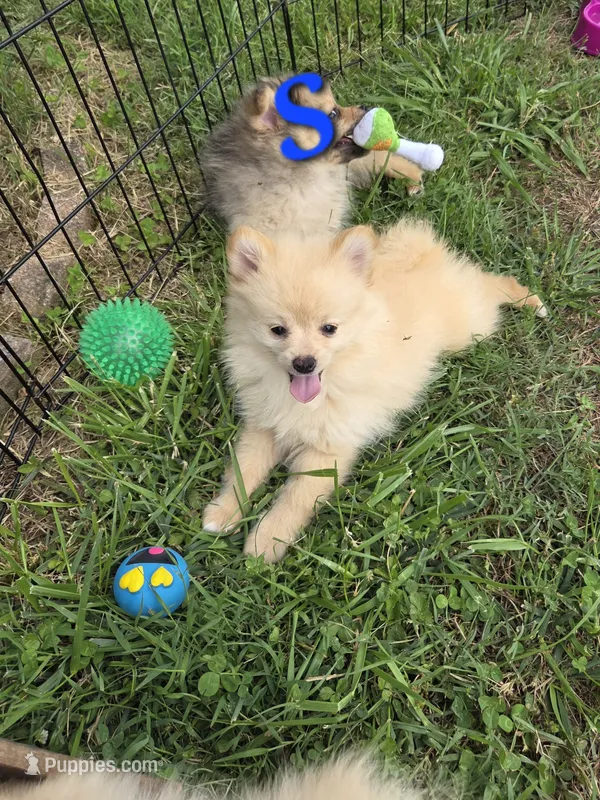 Snickerdoodle – Pomeranian puppy for sale in Greenville, TN