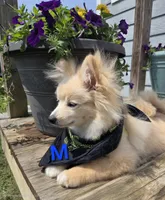 Monstro , a male Pomeranian for sale in Mohawk, TN – 2 of 10
