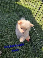 Snickerdoodle, a male Pomeranian for sale in Greenville, TN – 2 of 10