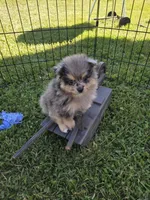 Cornelia , a female Pomeranian for sale in Greenville, TN – 3 of 8