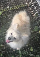 Monstro , a male Pomeranian for sale in Greenville, TN – 3 of 10