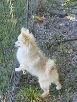 Monstro , a male Pomeranian for sale in Mohawk, TN – 5 of 10