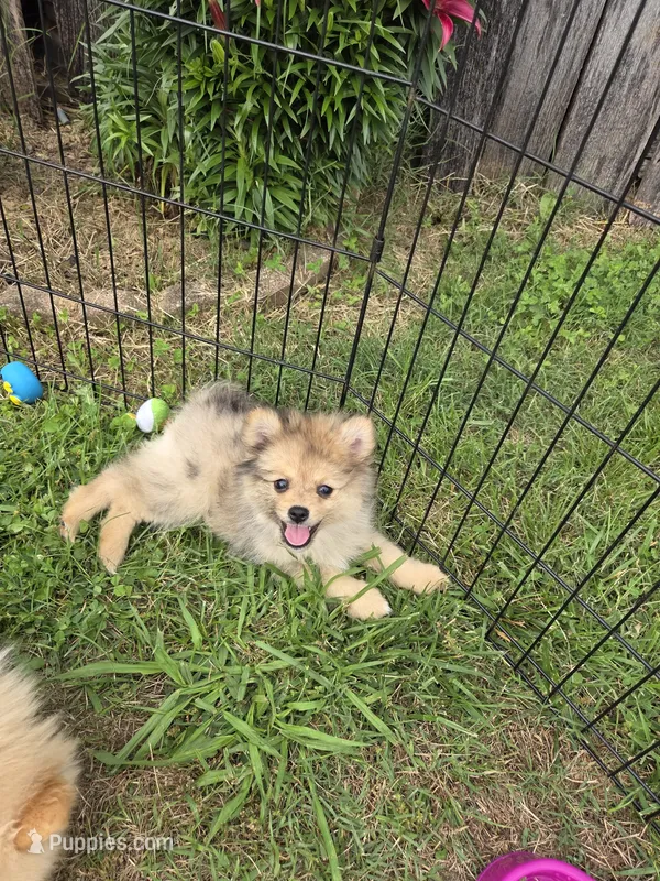Teddy  – Pomeranian puppy for sale in Greenville, TN