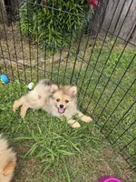 Teddy , a male Pomeranian for sale in Greenville, TN – 6 of 10