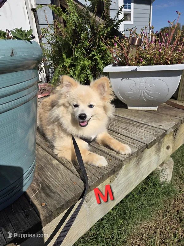 Monstro  – Pomeranian puppy for sale in Mohawk, TN