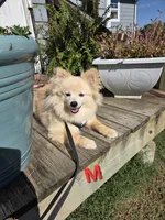 Monstro , a male Pomeranian for sale in Mohawk, TN – 2 of 10