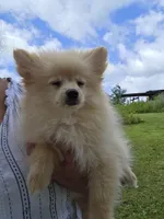 Snickerdoodle, a male Pomeranian for sale in Greenville, TN – 3 of 9