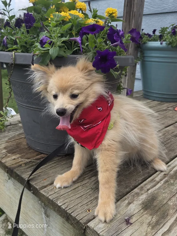 Snickerdoodle – Pomeranian puppy for sale in Mohawk, TN