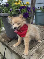 Snickerdoodle, a male Pomeranian for sale in Mohawk, TN – 2 of 9