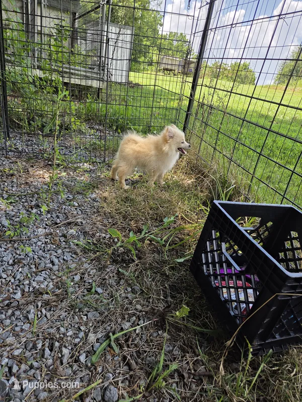 Monstro  – Pomeranian puppy for sale in Greenville, TN