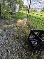 Monstro , a male Pomeranian for sale in Greenville, TN – 6 of 10