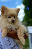 Snickerdoodle, a male Pomeranian for sale in Greenville, TN – 2 of 9