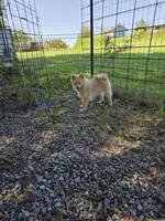 Snickerdoodle, a male Pomeranian for sale in Mohawk, TN – 6 of 10