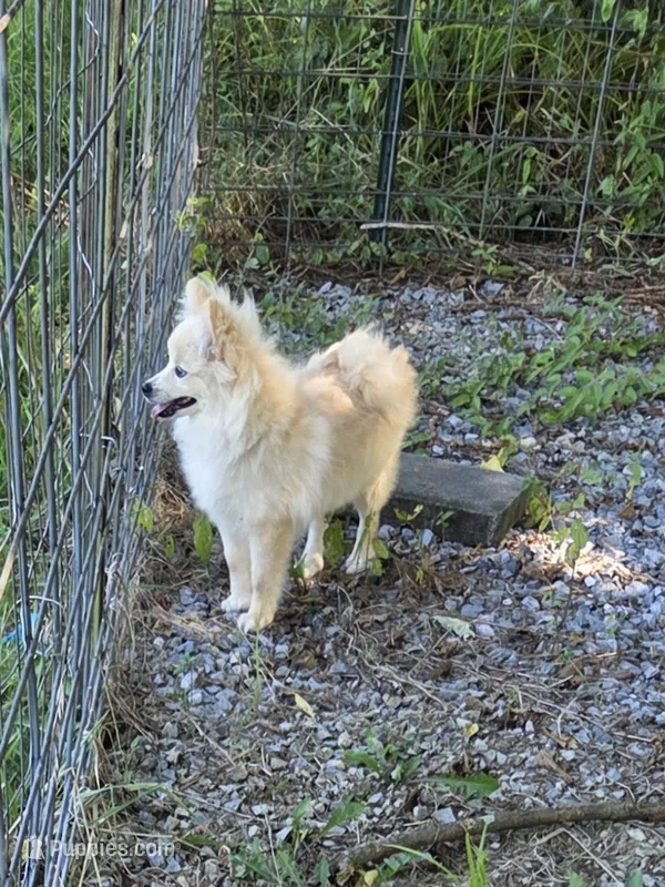 Monstro  – Pomeranian puppy for sale in Mohawk, TN