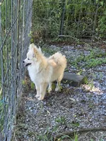 Monstro , a male Pomeranian for sale in Mohawk, TN – 4 of 10