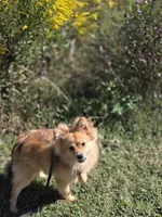 Teddy , a male Pomeranian for sale in Mohawk, TN – 2 of 9