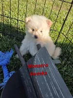 Monstro , a male Pomeranian for sale in Greenville, TN – 4 of 9