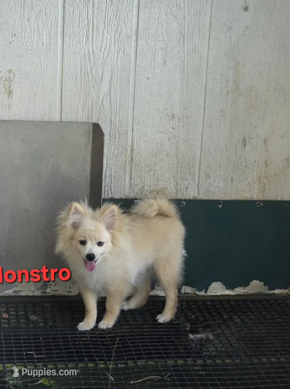 Monstro  – Pomeranian puppy for sale in Greenville, TN