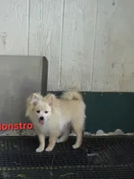 Monstro , a male Pomeranian for sale in Greenville, TN – 2 of 10