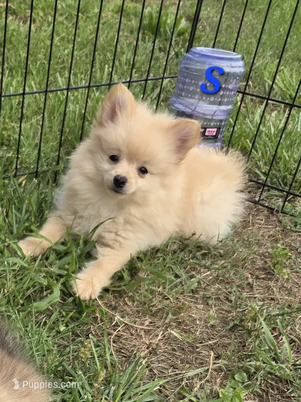 Snickerdoodle – Pomeranian puppy for sale in Greenville, TN