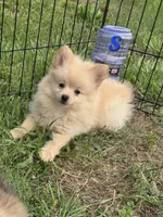 Snickerdoodle, a male Pomeranian for sale in Greenville, TN – 5 of 9