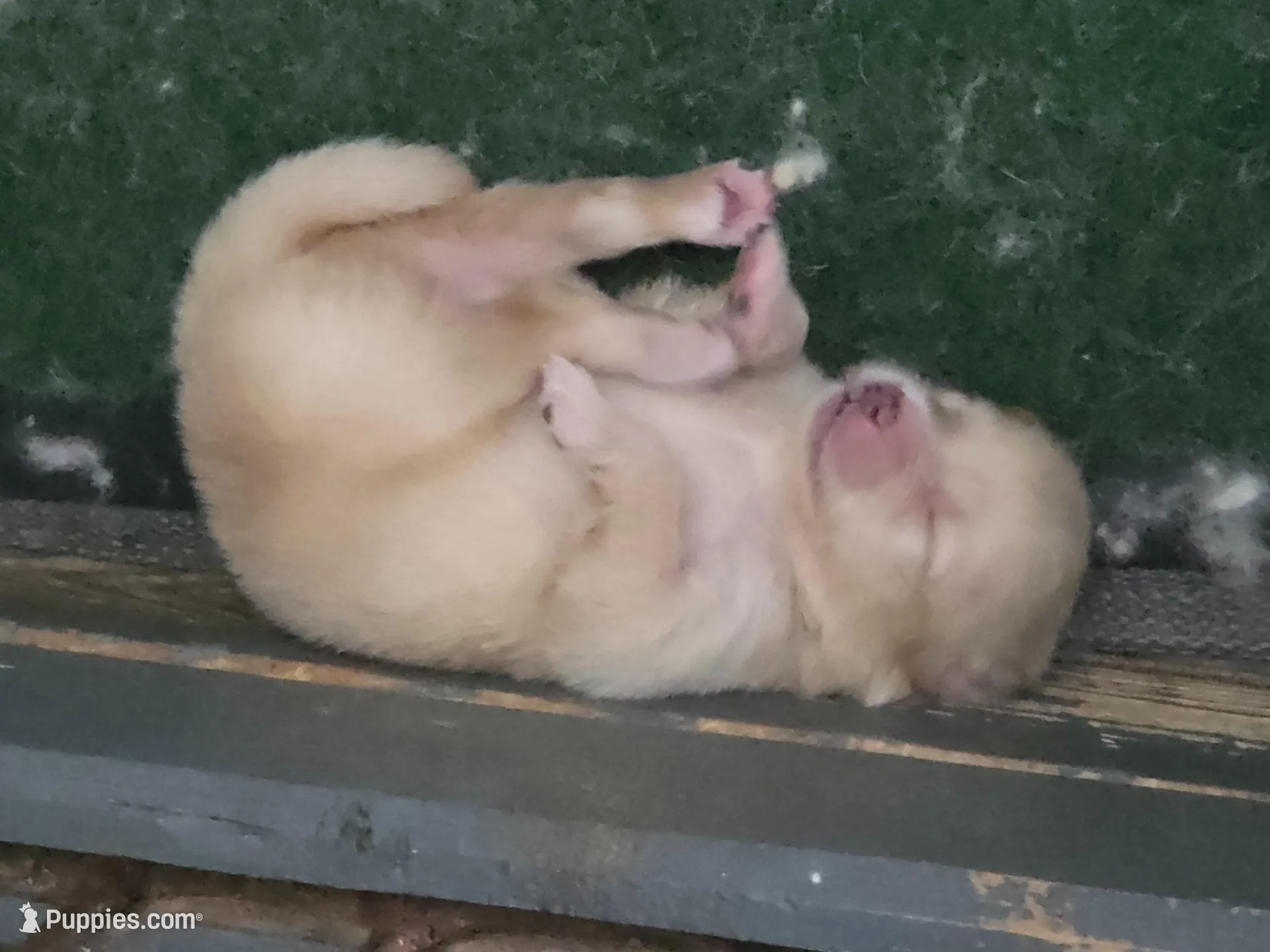 Snickerdoodle – Pomeranian puppy for sale in Greenville, TN