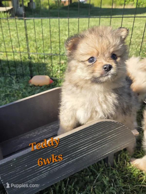 Teddy  – Pomeranian puppy for sale in Greenville, TN