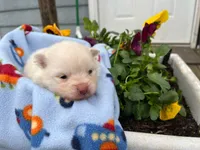 ZUKO, a male Pomeranian for sale in Greenville, TN – Photo 4 of 6