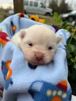 ZUKO, a male Pomeranian for sale in Greenville, TN – Photo 2 of 6