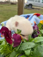 ZUKO, a male Pomeranian for sale in Greenville, TN – Photo 3 of 6