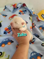 ZUKO, a male Pomeranian for sale in Greenville, TN – Photo 5 of 6