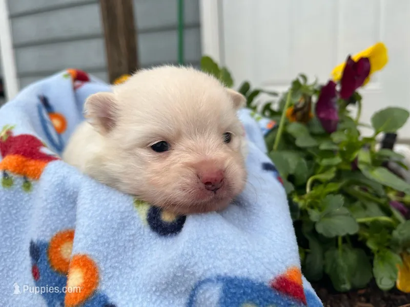 ZUKO, a male Pomeranian for sale in Greenville, TN – Photo 1 of 6