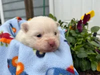 ZUKO, a male Pomeranian for sale in Greenville, TN – Photo 1 of 6