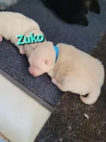 ZUKO, a male Pomeranian for sale in Greenville, TN – Photo 6 of 6