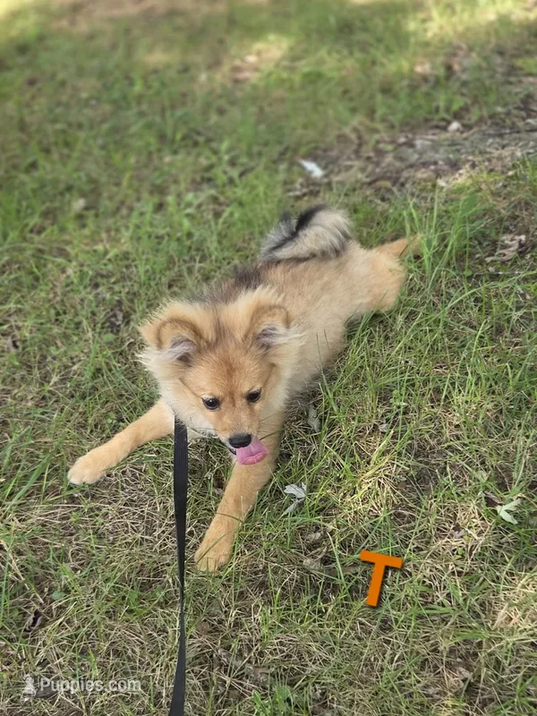 Teddy  – Pomeranian puppy for sale in Mohawk, TN