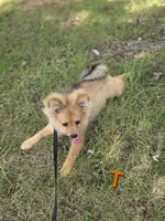 Teddy , a male Pomeranian for sale in Mohawk, TN – 4 of 10