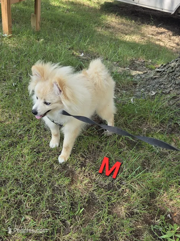 Monstro  – Pomeranian puppy for sale in Mohawk, TN