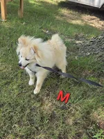 Monstro , a male Pomeranian for sale in Mohawk, TN – 3 of 10