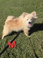 Monstro , a male Pomeranian for sale in Mohawk, TN – 3 of 10