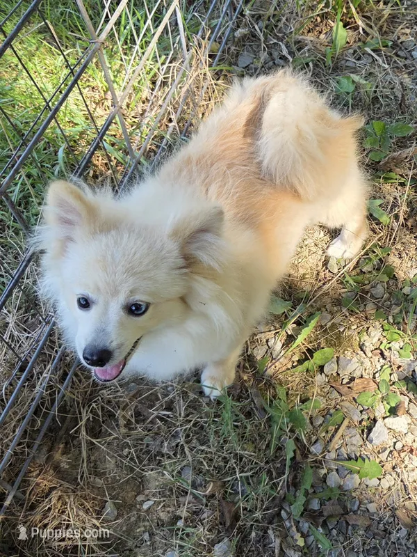 Monstro  – Pomeranian puppy for sale in Mohawk, TN