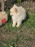 Monstro , a male Pomeranian for sale in Greenville, TN – 3 of 8