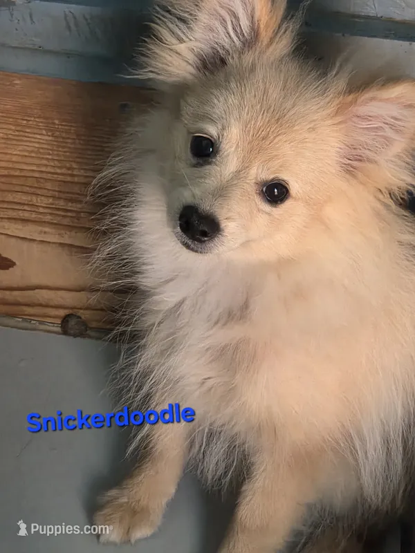 Snickerdoodle – Pomeranian puppy for sale in Greenville, TN