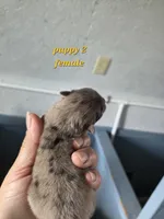 Cornelia , a female Pomeranian for sale in Greenville, TN – Photo 4 of 4