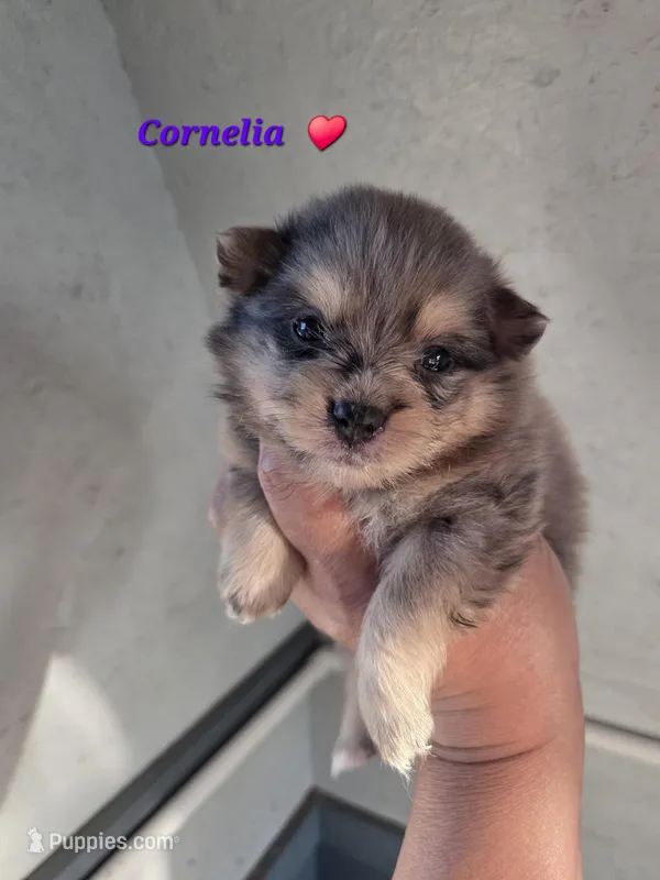 Cornelia  – Pomeranian puppy for sale in Greenville, TN